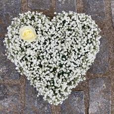 Gypsophila Heart 