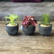 Artificial Succulent Trio 