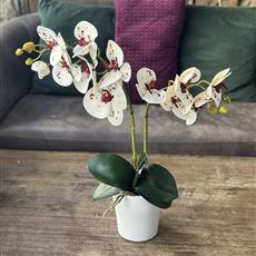 Artificial Speckled Phalanopsis 
