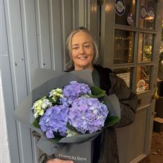 HYDRANGEA PLANT SPECIAL 