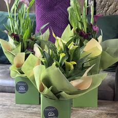 Calla Lily Plant 