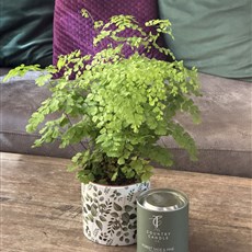 ADIATUM AND CANDLE SECIAL OFFER 