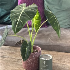 ALOCACIA AND CANDLE SPECIAL OFFER 